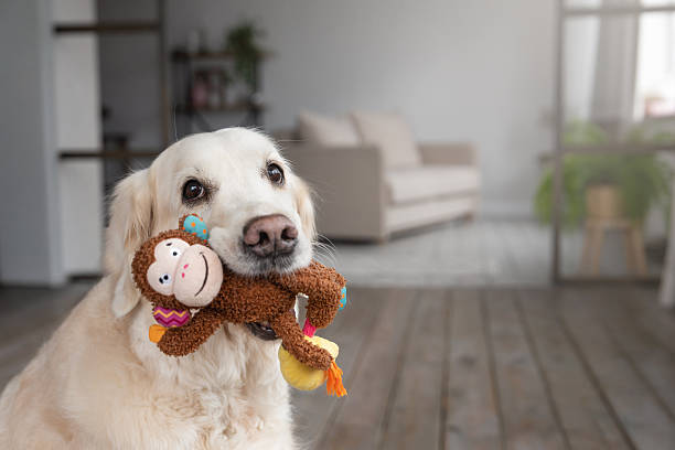 Großes Hundespielzeug im Überblick: Worauf kommt es bei der Auswahl an?