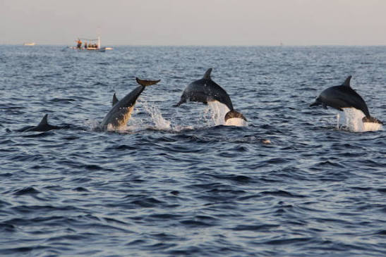 Planungshilfe für Delfin Tour Hurghada: Wichtige Tipps für eine private Speedboot-Tour mit Schnorcheln